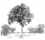 Image result for Combretum collinum