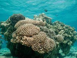 Coral reefs are also one of the most threatened marine systems. 10 Most Beautiful Coral Reefs In The World Beautiful Coral Reef Around The World Times Of India Travel