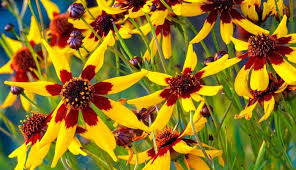 Image result for Cassinopsis tinifolia