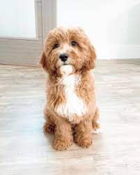 The average price for these puppies is $1,500. Cavapoo Breeders In New York Top 4 Picks 2021 We Love Doodles