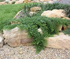 We did not find results for: Yareena Myoporum Parvifolium Parv01 Anff Discount Nursery Tube Stock Lowest Prices Online Nursery