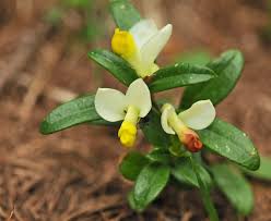 Image result for Polygala gazensis