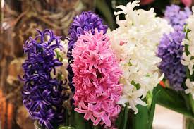 Blumenlexikon und verfügbarkeit der blumen für die hochzeitsdeko, den brautstrauß oder die tischdeko zur hochzeit. Blumenarten Alle Blumensorten Von A Z Im Uberblick Gartenlexikon De