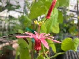 Image result for Passiflora sanguinolenta