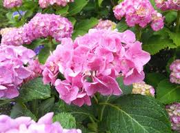 Wie und womit wird die hortensie richtig gedüngt? Hortensien Pflegen Und Dungen So Geht Es Gartenpflanzen Garten