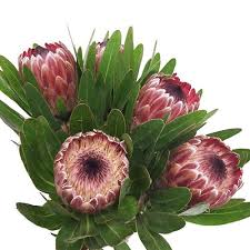 Image result for Protea enervis