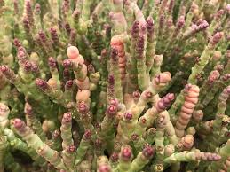 Image result for Asparagus natalensis
