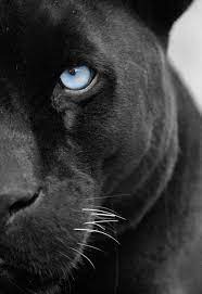 Posted by celebfan at 5:55 pm dec 26th. Blackpanther Blue Eyed Blue Eyes Black Blue Eyed Animals Animals Panther