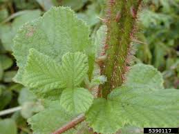 Image result for Rubus ellipticus