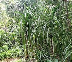 Image result for Pandanus chiliocarpus