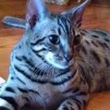 1 dolar kaç türk lirası yapıyor? Eur Usd Euro Us Dollar Investing Com