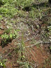 Image result for Alloteropsis semialata