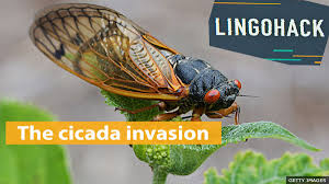 Disfruta de los mejores juegos relacionados con flappy descripción del juego: Bbc Learning English Lingohack The Cicada Invasion