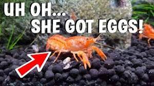 Uh Oh Pregnant Crayfish Youtube
