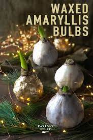 How To Make Wax Dipped Amaryllis Bulbs Amaryllis Bulbs Amaryllis Christmas Amaryllis