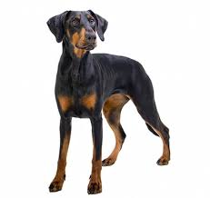 Paula was very quickly asked to assist in the rescue and rehoming of dobies which confirmed the need to set up the lincs dobermann rescue charity which was officially. Dobermann Dog Breed Information Purina