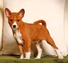 7 Dog Breeds That Won T Stink Up Your House Pethelpful