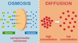 Solvent molecules move from lower to higher solute concentration across a semipermeable membrane. Main Difference Between Osmosis And Diffusion In Biology