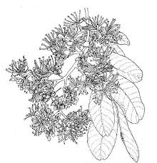 Image result for Isoberlinia