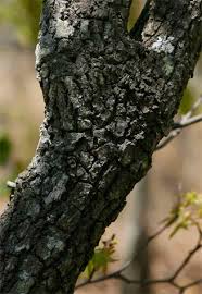 Image result for Uapaca nitida