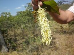 Image result for Faurea