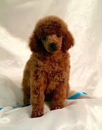 Maybe you would like to learn more about one of these? Texas Red Poodles