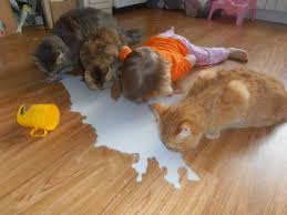 Pictures of kid and his cute or weird cat. These Hilarious Kids Are Completely Unaware Of How Funny They Are