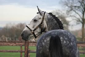 Black White And Brown Horses Beautiful London Lane Stud Trees Dapple Grey Horses Warmblood Horses Beautiful Horses