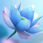 Discover 150 Blue lotus ideas | beautiful flowers, blue ...
