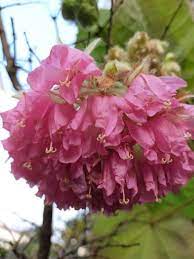 非洲芙蓉 更多非洲芙蓉 英文名稱 pinkball scarlet dombeya tropical hydrangea 學名 dombeya wallichii benth et hook in 2021 flowers rose lei necklace