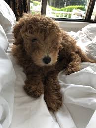 Goldendoodle puppies for sale northern california. Red Miniature Goldendoodle Puppy Miniature Goldendoodle Puppies Goldendoodle Puppy Goldendoodle Miniature