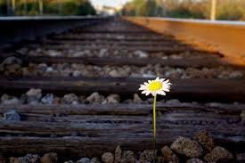 It learned to breathe fresh air. 11 Photos Of Flowers Growing In Unusual Places From The Grapevine