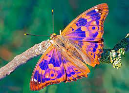 Colores De Una Mariposa Novocom Top