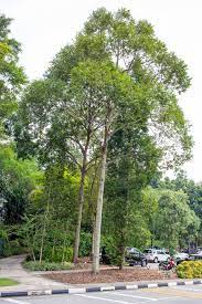 There is currently 1 individual of hopea odorata listed as heritage tree in singapore. Hopea Odorata Iplantz