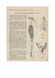 Image result for Scleria foliosa