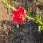 Image result for Hibiscus aponeurus