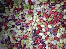 Image result for Vicia faba