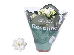Image result for Kalanchoe rosalina