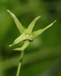 Image result for Monoon