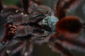 This is a fairly docile species that is known to have mild. Caribena Versicolor Martinique Pink Toe Care Sheet Jamie S Tarantula Blog