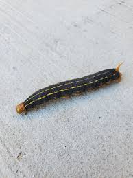 Can Someone Id This Im In The Mojave Desert In California