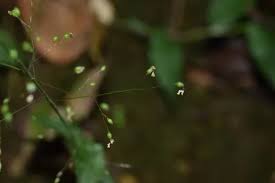 Image result for Panicum brevifolium