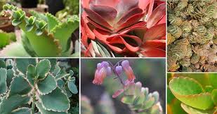Species Spotlight Colorful Kalanchoe Care Kalanchoe Flowers Succulents Flowering Succulents