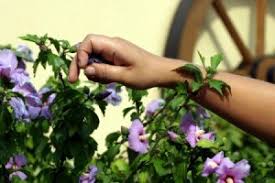 Some of the older garden varieties have been known to live for 50 years or more. Pruning A Hibiscus Thriftyfun