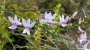 Image result for Cyphia