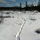 Winter Wildlife Tracking Trip in Algonquin Park 2026 event image