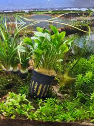 Image result for Ranalisma