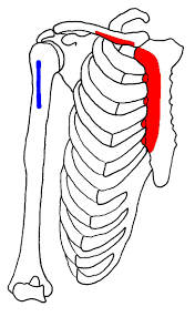 If you're a gym lover, you'll hear these muscles also being referred to as the pecs muscles. Pectoralis Major Muscle