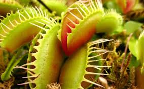 Can i take my bird on an international flight? Faq What Should I Feed My Venus Flytrap Tom S Carnivores