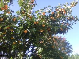 Damp soil and fruit trees. Planting Trees Right Just Fruits And Exotics